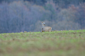 Fawns and roe deer watching on meadow in the background with a forest in autumn