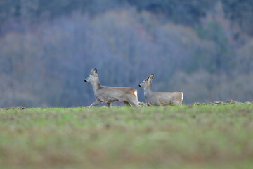 A herd of roe deer graze on grass in an agricultural field
