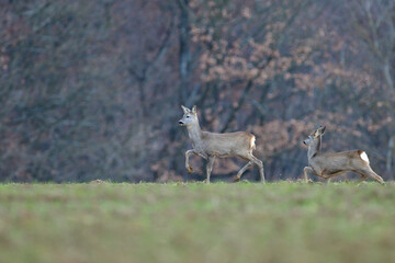 Fawns and roe deer watching on meadow in the background with a forest in autumn - 532524592