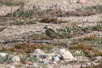 Lonely American Golden plover standing on a rock on the arctic tundra, found near Pond Inlet, Nunavut, Canada