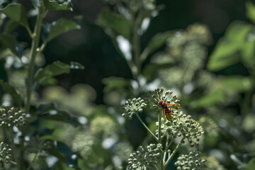A hornet flying on a plant