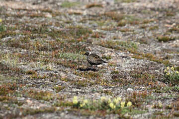 Lonely American Golden plover standing on a rock on the arctic tundra, found near Pond Inlet, Nunavut, Canada