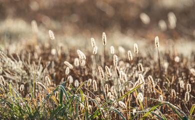 Autumn meadow. Dried yellow plants covered with early morning dew drops.