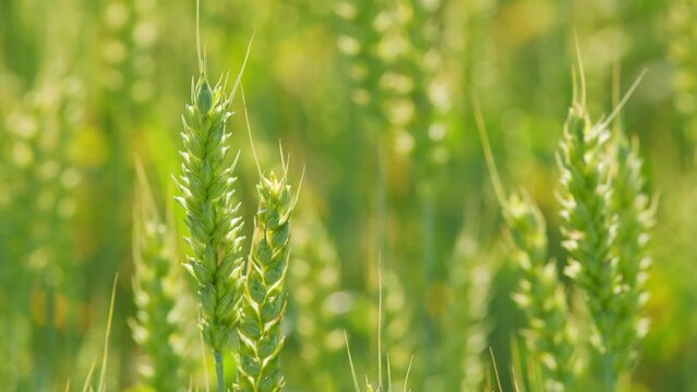 Golden wheat field. Ripening crops under warm sun. Wheat agricultural field panorama. Close up.