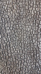 Naklejka premium trunk peel of platanus tree for background