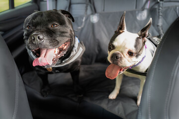 A Boston Terrier on the back seat of a car alongside a Staffordshire Bull Terrier. Both dogs are wearing a harness and they are hooked on to the seat. The seat has a protective cover.