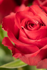 Fototapeta na wymiar Beautiful blooming red rose. Wedding bouquet. Rosebud. Red rose. Large red rose bud. Blooming rose bud.