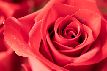 Beautiful blooming red rose. Wedding bouquet. Rosebud. Red rose. Large red rose bud. Blooming rose bud.