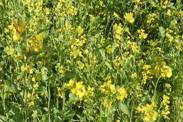 Obraz premium field of dandelions