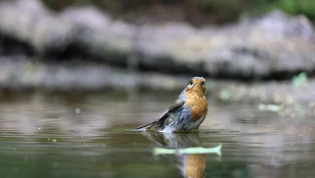 Red Robin bathing in water in forest lake