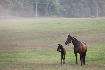 A horse with a foal on a pasture in summer