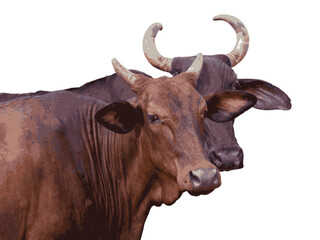 Cows. Portrait of two horned cows in the farm field. One brown and the other black. EPS vector illustration. 