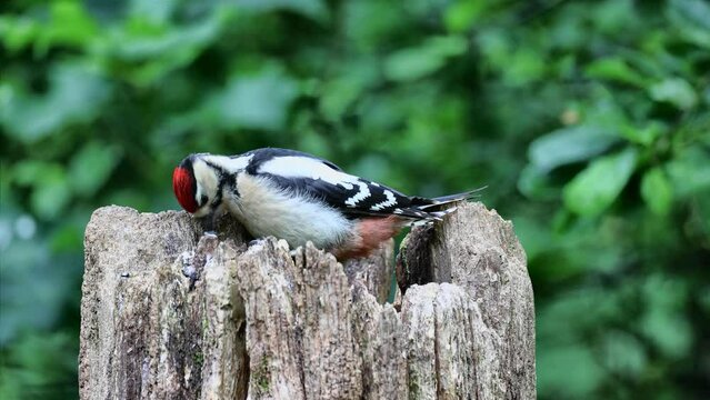Great spotted woodpecker foraging on tree trunk