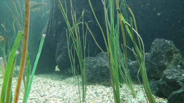 tench and whitefish in nutrient rich water