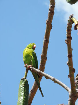 A maritaca &eacute; parente do papagaio e do periquito, por isso &eacute; bem semelhante a essas aves. O principal ponto de distin&ccedil;&atilde;o entre maritaca e papagaio &eacute; a altura.