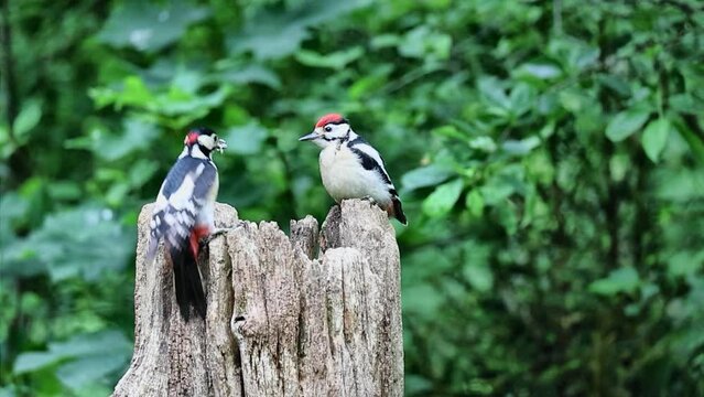 Juvenile great spotted woodpecker on tree trunk being fed by parent 