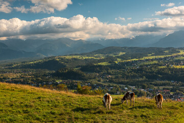 Fototapeta premium Cows grazing on meadow with Carpathian mountains in background, Podhale, Poland