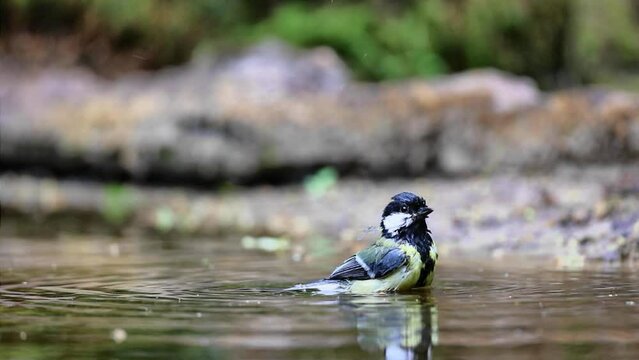 Slow motion great tit bathing and flying away