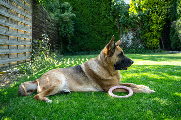 Adult dog is lying on grass in home garden with chew toy, german shepherd dog