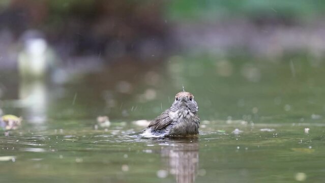 Female blackcap slow motion bathing