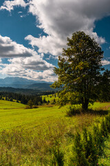 Nature landscape in Carpathian mountains with green meadows, blue sky and clouds