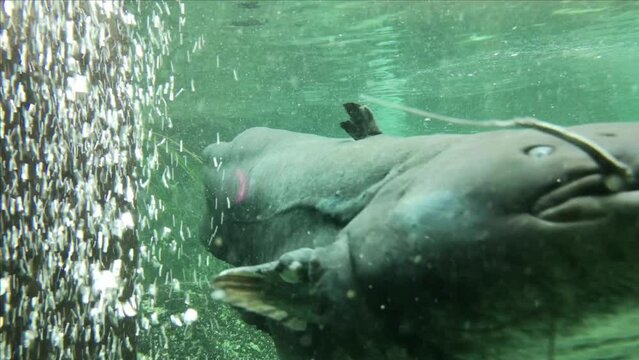 Catfish swimming in the water, wels, waller
