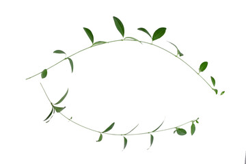 branch with green leaves, isolate on a white background