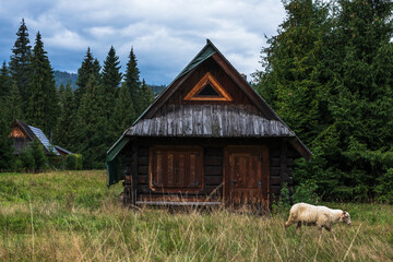 Sheep grazing in old traditional village in carpathian mountains, Poland