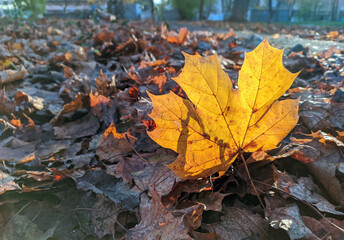 a maple leaf lies on the ground in the rays of the sun