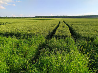traces of a tractor on a field of green wheat