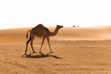 Camels in the emirates desert - obrazy, fototapety, plakaty