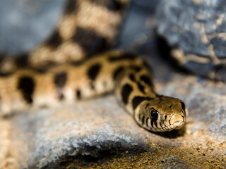 Endangered Milos grass snake on rocky surface