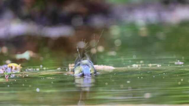 Reflection of blue tit bathing in forest pool