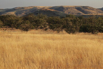 Mopane trees