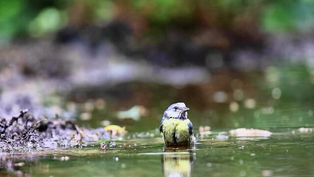 Slow motion bathing of blue tit in forest pond