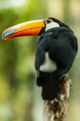 Toucan bird in the Amazon jungle