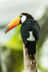Toucan bird in the Amazon jungle