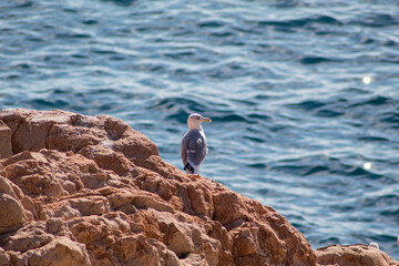 Gaviota cerca del mar a punto de alzar el vuelo