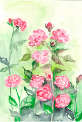 Roses (watercolor drawing)