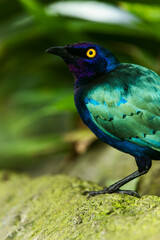 Greater blue-eared starling