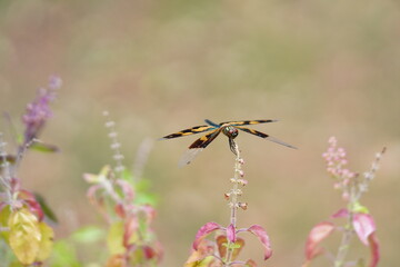 dragonfly on a flower