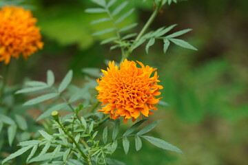 orange flower in the garden