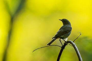 black redstart (Phoenicurus ochruros) poses on the branch