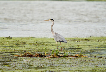 Grey heron in a swamp