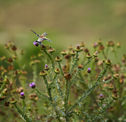 Juvenile goldfinch perched