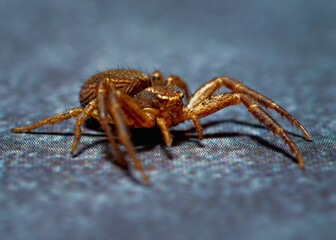 Closeup photo of a cute sidewalk spider