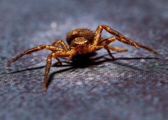 Closeup photo of a sidewalk spider