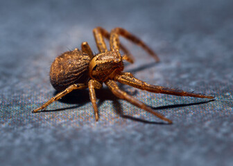 Closeup photo from the top of a sidewalk spider
