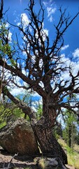 tree and sky