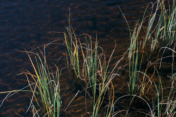 Water grass by a lake. Image from a trip to the Svartdalstjerna Lakes, a forest nature reserve of the Totenaasen Hills, Oppland, Norway, at autumn of the year 2022.